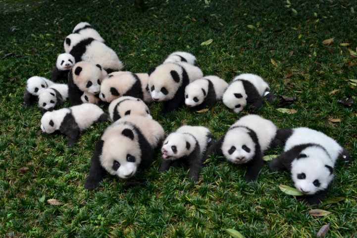 pandas.png