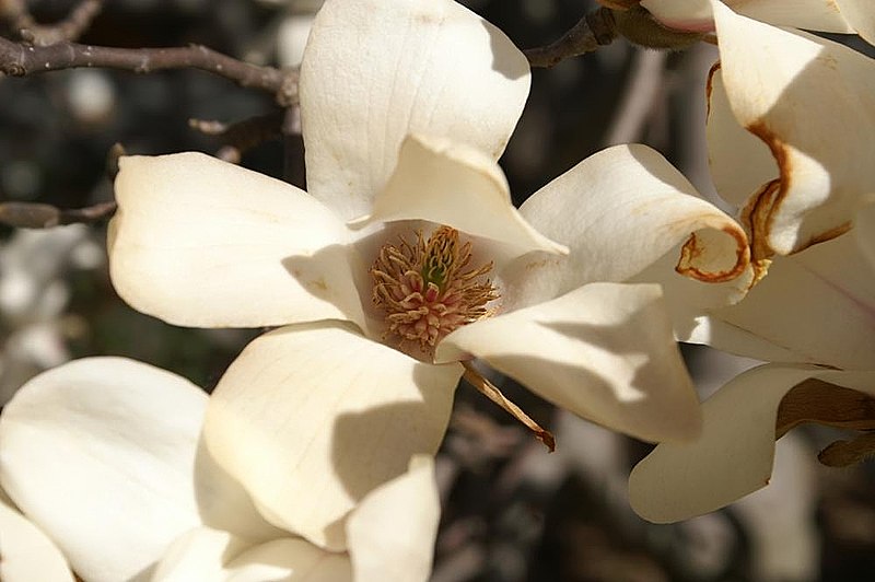 800px-Magnolia_cylindrica_1zz.jpg