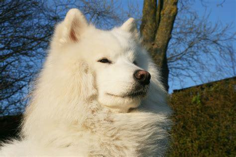 samoyed