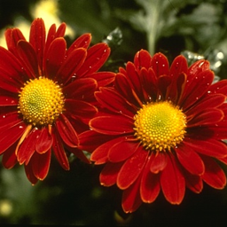 two-red-flowers.png