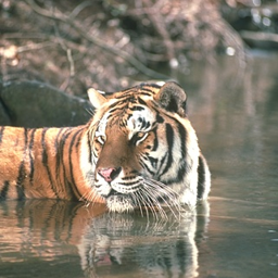 a-tiger-in-water.png