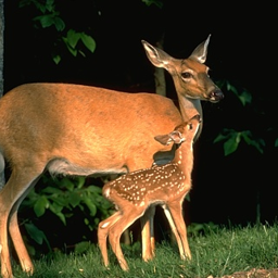 two-deer.png