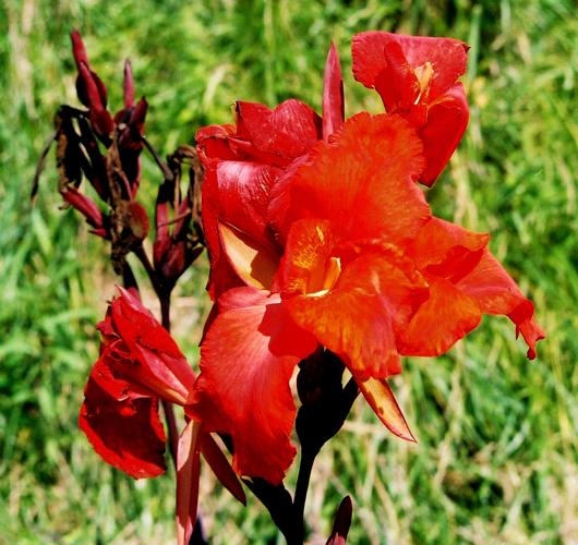 <canna lily> 7