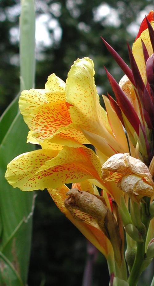 <canna lily> 2