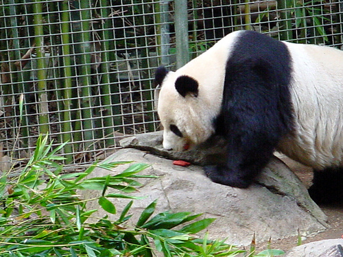 panda_00019.jpg