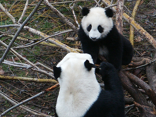 panda_00045.jpg