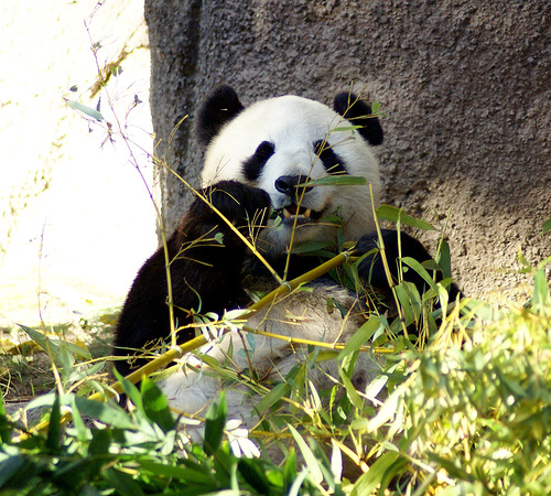 panda_00074.jpg