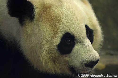 panda_00122.jpg