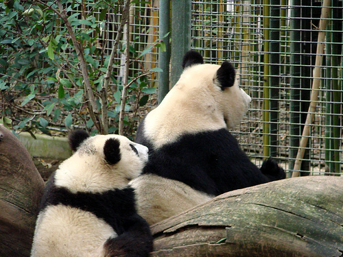 panda_00202.jpg