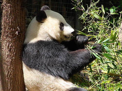 panda_00206.jpg