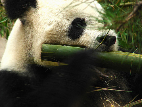 panda_00253.jpg