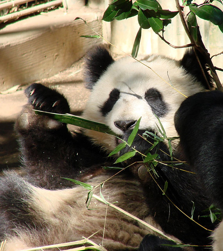 panda_00272.jpg