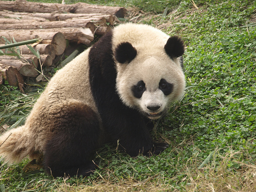 panda_00342.jpg