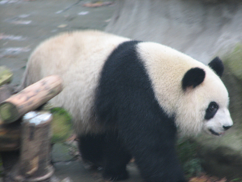 panda_00375.jpg