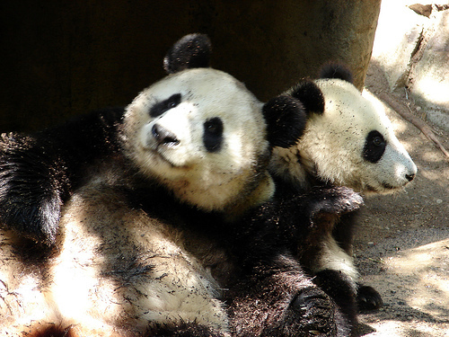 panda_00401.jpg