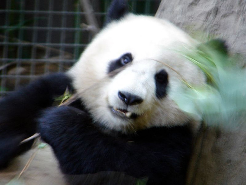 panda_00414.jpg