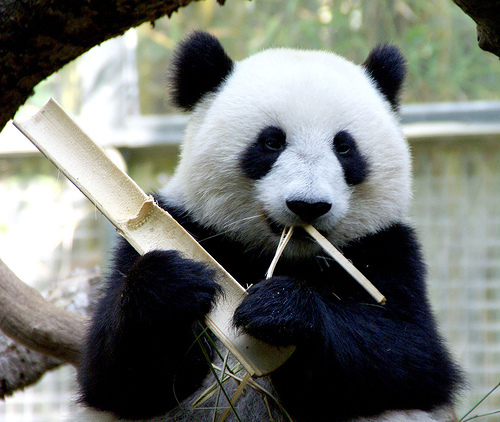 panda_00418.jpg