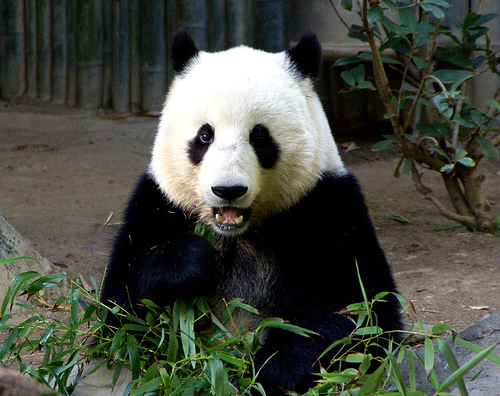 panda_00436.jpg