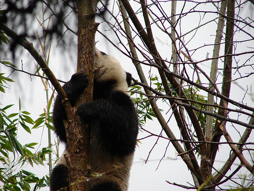 panda_00464.jpg