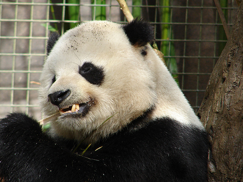 panda_00547.jpg