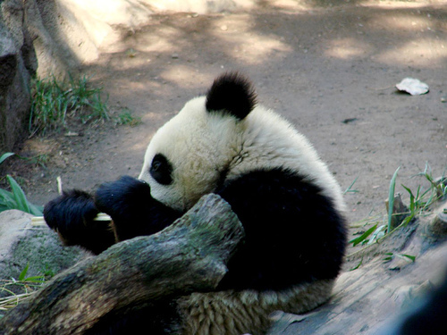 panda_00583.jpg