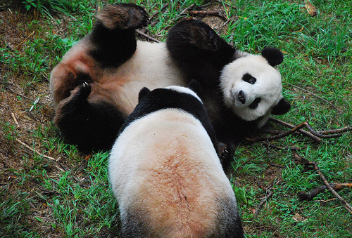 panda_00585.jpg