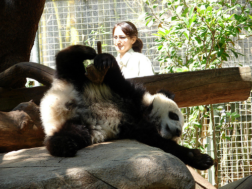 panda_00592.jpg