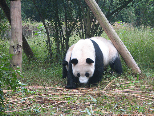 panda_00600.jpg