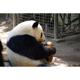 panda_00047.jpg