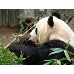 panda_00055.jpg