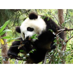 panda_00071.jpg