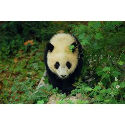 panda_00081.jpg