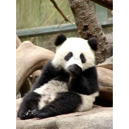 panda_00134.jpg