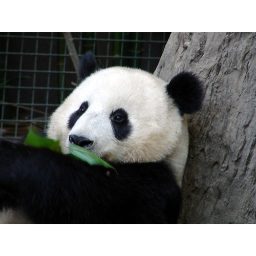 panda_00140.jpg