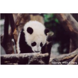 panda_00154.jpg