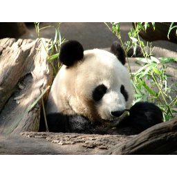 panda_00160.jpg