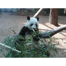 panda_00175.jpg