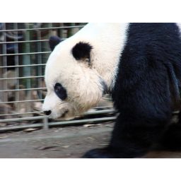 panda_00190.jpg