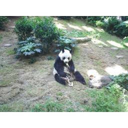 panda_00197.jpg