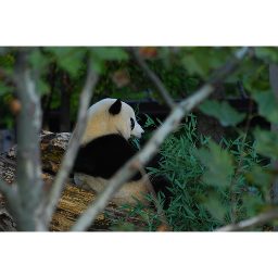 panda_00214.jpg