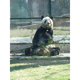 panda_00227.jpg