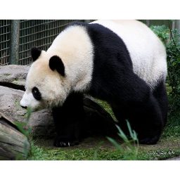 panda_00269.jpg