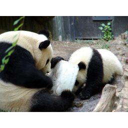 panda_00295.jpg