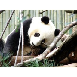 panda_00315.jpg