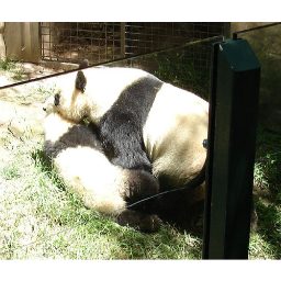 panda_00390.jpg