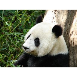 panda_00403.jpg