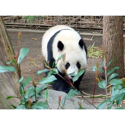 panda_00440.jpg