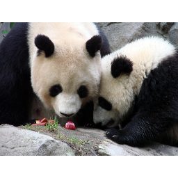 panda_00441.jpg