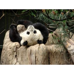 panda_00451.jpg