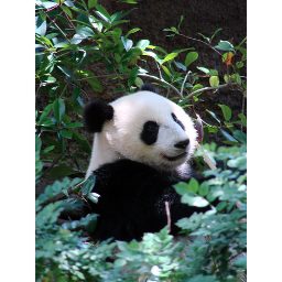 panda_00481.jpg